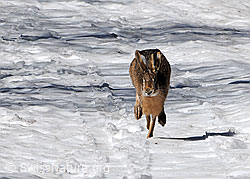 C074553: Rennender Hase (Feldhase)