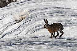 C074554: Hase