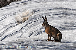 C074555: Sitzender Hase (Feldhase)