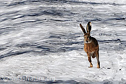 C074558: Rennender Feldhase (Lepus europaeus)