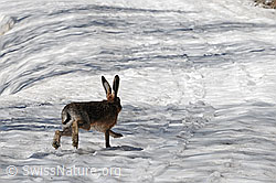 C074559: Hase (Feldhase) im Schnee unterwegs