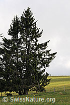 C085223: Gewöhnliche Fichte (Picea abies)