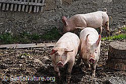 C085259: Hausschweine (Sus scrofa domesticus)