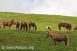 C085271: Hauspferde (Equus caballus)