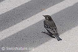 C085948: Bachstelze (Motacilla alba)