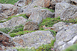 C086252: Rotfuchs (Vulpes vulpes) zwischen grossen Felsblöcken