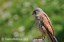 C086419: Raubvogel lauert auf Beute