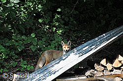 C086426: Rotfuchs im Siedlungsgebiet