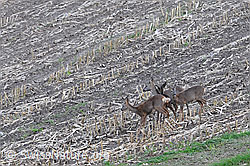 C090210: Rehe auf einem abgeernteten Acker