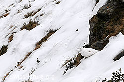 C090634: Schneehuhn im Winterkleid