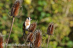 Distelfink (Carduelis carduelis) (C090699)