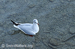 C091301: Möwe