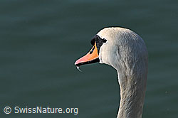 C092548: Kopf eines Schwans, Höckerschwan (Cygnus olor)