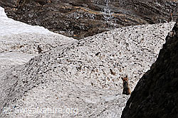 C093135: Fuchs auf Lawinenkegel sitzend