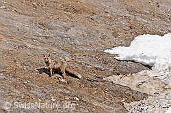 C093140: Rotfuchs in felsigem Gelände