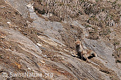 C093143: Fuchs beim Markieren