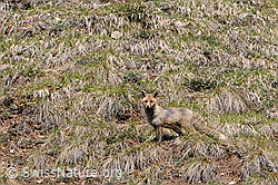 C093147: Rotfuchs auf Alpweide