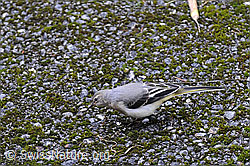 C095303: Bergstelze (Motacilla cinerea)