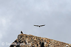 Steinadler (Aquila chrysaetos) (-, C095899)