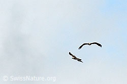 C095904: Zwei Steinadler im Flug