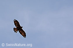 C098821: Flugbild eines Steinadlers