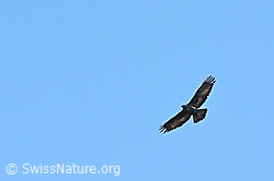 C098940: Steinadler im Flug