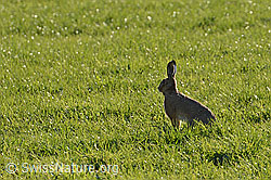 C102176: In Wiese sitzender Feldhase