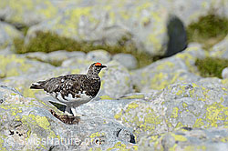 C104363: Schneehuhn (Männchen)