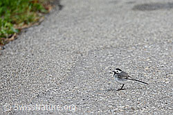 Bachstelze (Motacilla alba) auf Strasse (C104462)