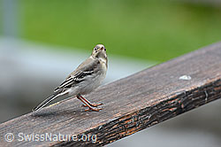 Junge Bachstelze (Motacilla alba) (C104531)