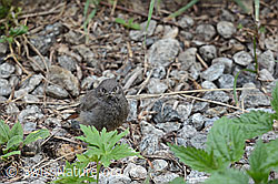 Foto: Jungvogel: Hausrotschwanz