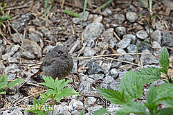 Foto: Junger Hausrotschwanz im Kies sitzend