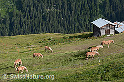C104703: Hauspferde (Equus caballus)