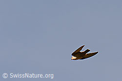 Felsenschwalbe (Ptyonoprogne rupestris) im Flug (26.06.2015, C104894)