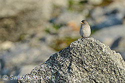 C105891: Schneesperling (Montifringilla nivalis) auf Felsblock