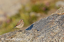 C106906: Bergpieper (Anthus spinoletta), Jungvogel
