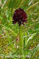 C107201: Schwarzes Männertreu (Nigritella rhellicani), Blütenstand und Stängel