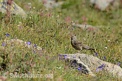 C107750: Alpenbraunelle (Prunella collaris) auf Stein in Blumenwiese