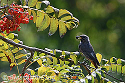 Foto: Hausrotschwanz (Phoenicurus ochruros) mit Vogelbeere im Schnabel