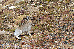 C110207: Schneehase (Lepus timidus)