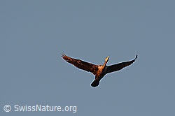 C111059: Kormoran im Flug