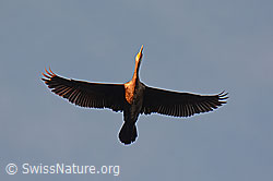 C111061: Fliegender Kormoran