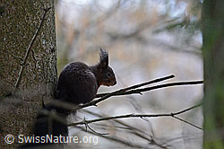 C113017: Eichhörnchen (Sciurus vulgaris)