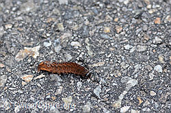 C113253: Raupe