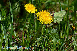 Zitronenfalter (Gonepteryx rhamni)