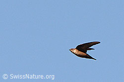 C113577: Felsenschwalbe (Ptyonoprogne rupestris)