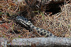 C113597: Aspisviper (Vipera aspis)