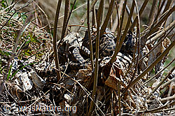C113641: Aspisvipern (Vipera aspis) bei der Paarung