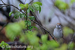 Eurasian Blackcap (Sylvia atricapilla) (01.05.2016, C113751)
