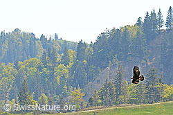 C114420: Steinadler im Vorbeiflug